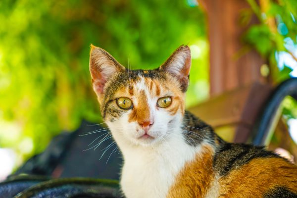 A beautiful calico cat lounging outdoors in Antalya, Türkiye. Nature 4K