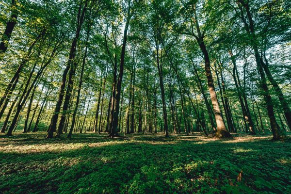 A beautiful green forest with tall trees and sunlight filtering through, creating a serene nature scene. Nature 4K