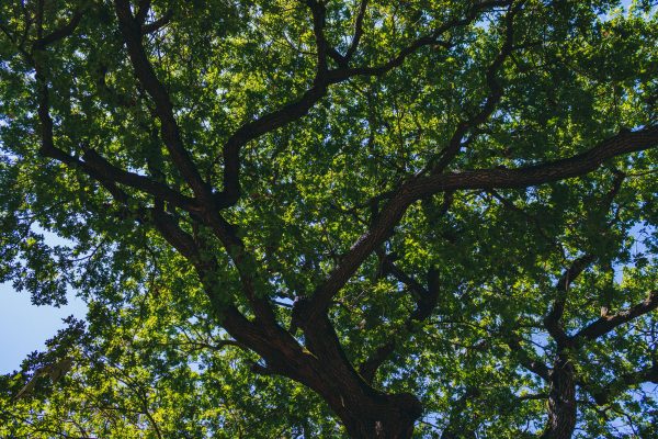 A beautiful view of a lush green oak tree canopy with sunlit leaves set against a bright blue sky. Nature 4K