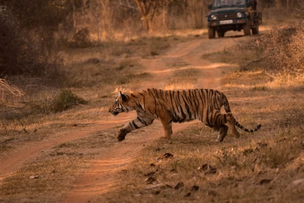 A Bengal tiger gracefully crosses a dirt path in a forest, showcasing the wild beauty of nature. Animaux 4K