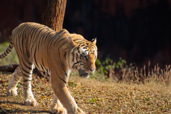 A Bengal tiger prowls in its natural habitat, surrounded by foliage. Animaux 4K