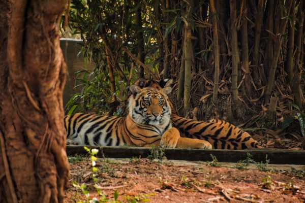 A Bengal tiger relaxing amidst the lush greenery of an Indian forest. Animaux 4K