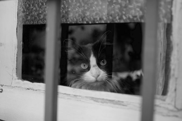 A black and white image of a cat gazing out a window, capturing a sense of curiosity and contemplation. Nature 4K