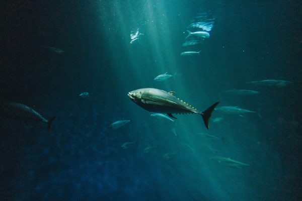 A bluefin tuna swimming gracefully in the deep sea captured with artistic underwater photography. Nature 4K