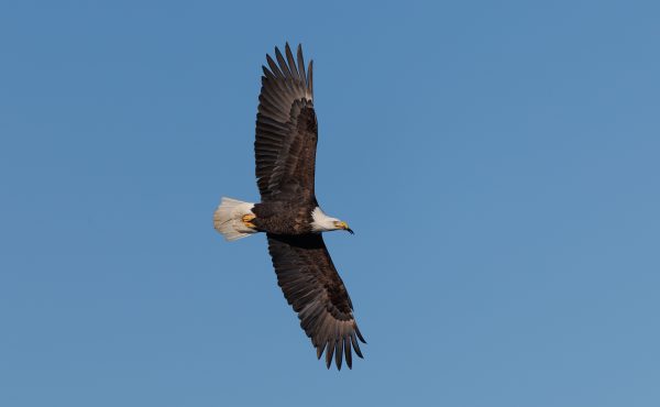 A breathtaking view of a bald eagle soaring gracefully against a clear blue sky. Animaux 4K