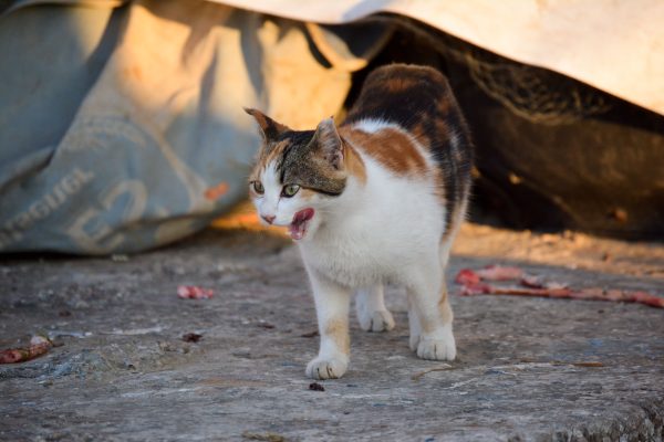 A calico cat walks on a rural street in Byblos, Lebanon at sunset, showcasing its natural beauty. Nature 4K