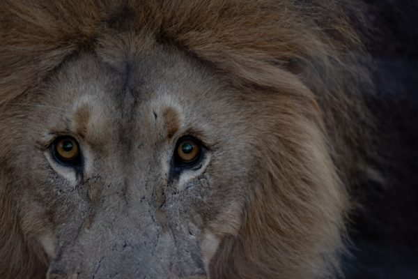 A captivating close-up of a lion's face highlighting its intense gaze and majestic mane. Nature 4K