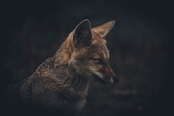 A captivating close-up of a red fox in a dark woodland setting, showcasing its alert gaze and natural beauty. Animaux 4K
