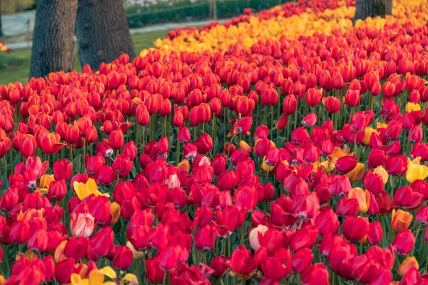 A captivating display of red and yellow tulips blooming in a lush garden during springtime. Abstrait 4K