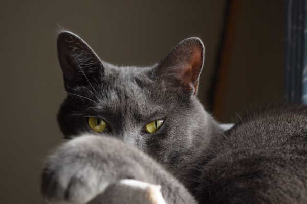A charming closeup of a grey cat with yellow eyes lounging indoors, showcasing its soft fur and curious gaze. Nature 4K
