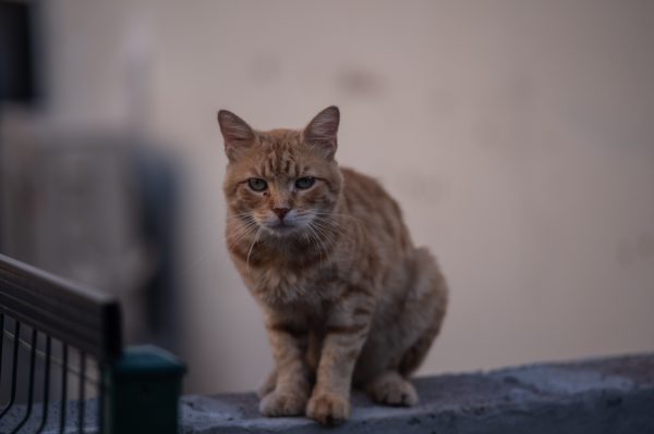A charming ginger cat sits on a wall outdoors in İzmir, showcasing its striking fur and calm demeanor. Nature 4K