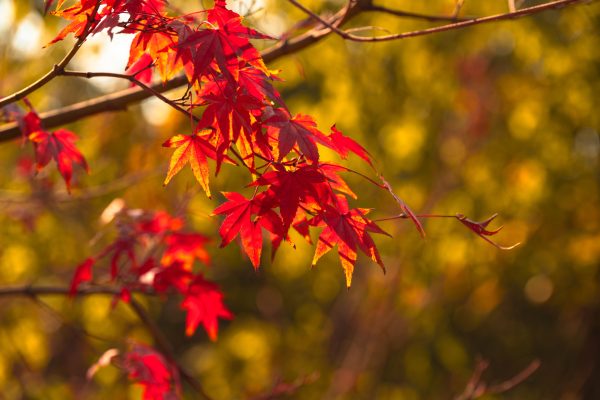 A close-up of bright red maple leaves against a golden autumn backdrop. Abstrait 4K