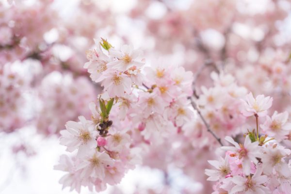 A close-up of cherry blossoms in full bloom with soft pink petals, capturing the essence of spring. Anime 4K