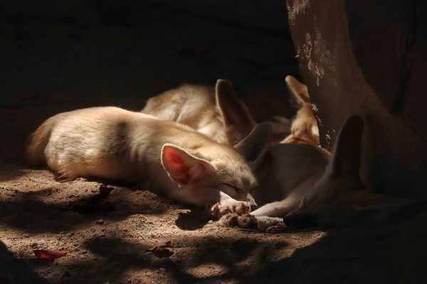A close-up of fennec foxes sleeping on sand, capturing the tranquility of wildlife. Animaux 4K
