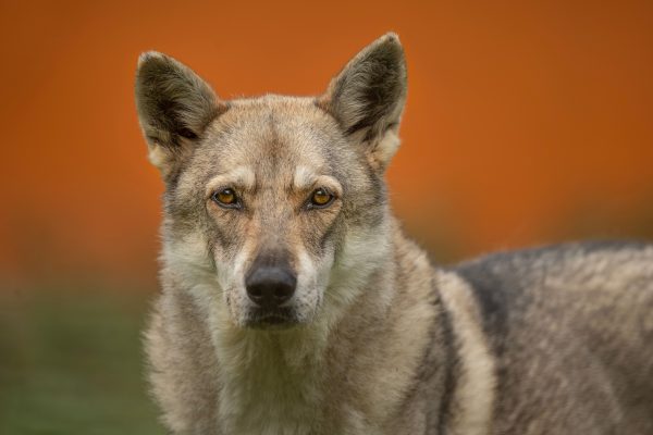 A close-up portrait of a Czechoslovakian Wolfdog with an intense gaze against a blurred background. Animaux 4K