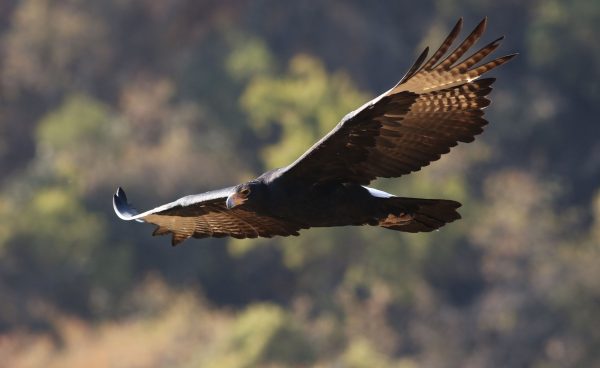 A close-up shot of a Verreaux's Eagle in flight against a blurred background. Animaux 4K