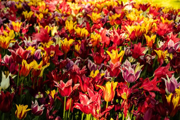 A colorful field of tulips in full bloom during spring, showcasing red, yellow and purple hues. Abstrait 4K