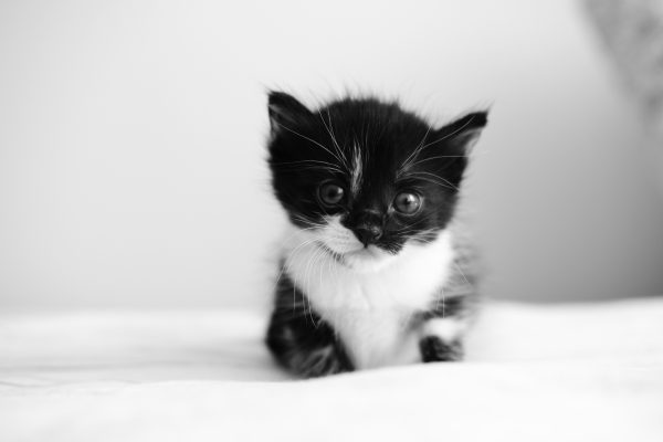 A cute black and white kitten staring adorably in this heartwarming portrait. Nature 4K