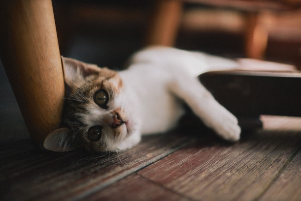 A cute kitten lies comfortably on a wooden floor, showcasing its charming expression. Nature 4K