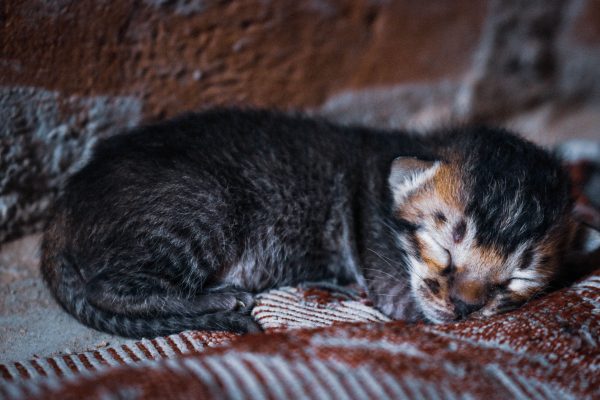 A cute kitten peacefully sleeping on a patterned blanket indoors. Nature 4K