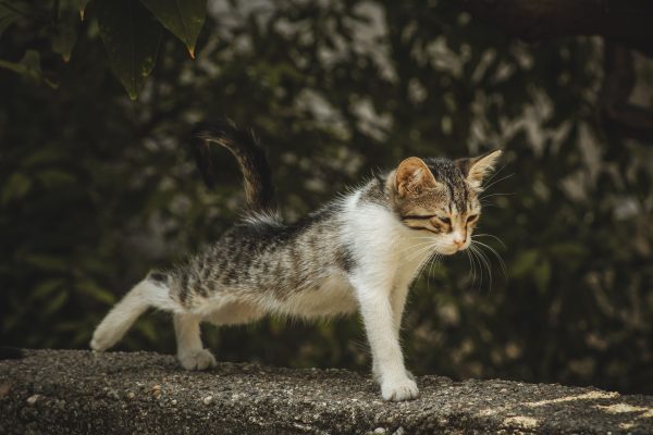 A cute kitten stretches on a sunny outdoor concrete surface with leafy background. Nature 4K