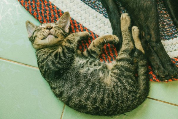 A cute striped kitten peacefully sleeping on a colorful woven rug indoors. Nature 4K