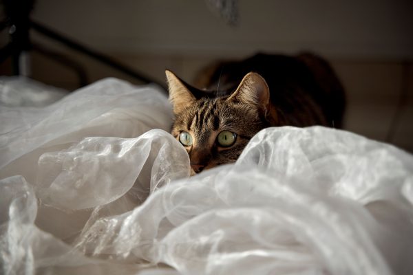 A cute tabby cat playfully hiding in soft white fabric indoors. Nature 4K