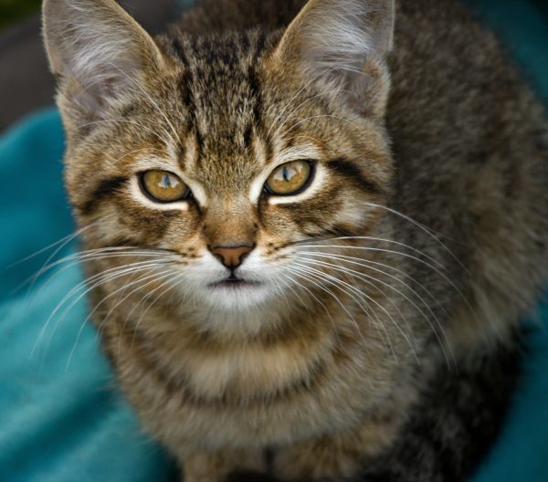 A cute tabby kitten with striking eyes and whiskers, looking directly at the camera. Nature 4K