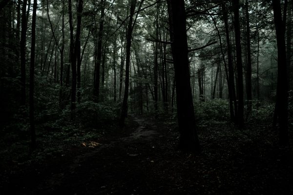 A dark and atmospheric forest path surrounded by dense trees and wilderness. Dark 4K