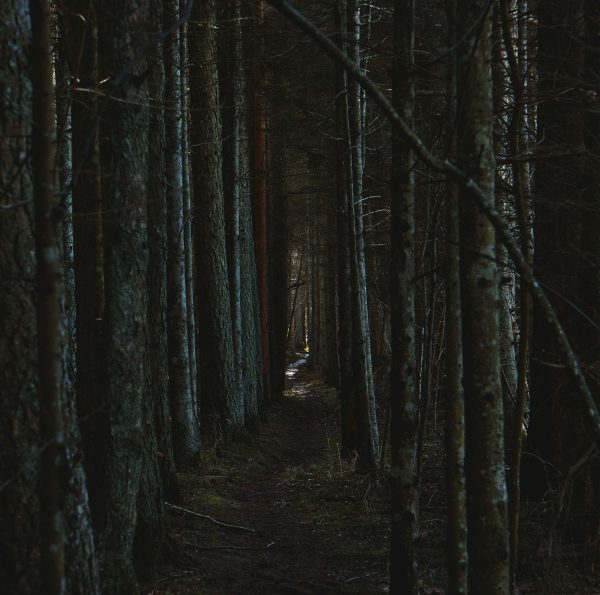 A dark and mysterious forest path surrounded by tall trees, creating a moody atmosphere. Dark 4K
