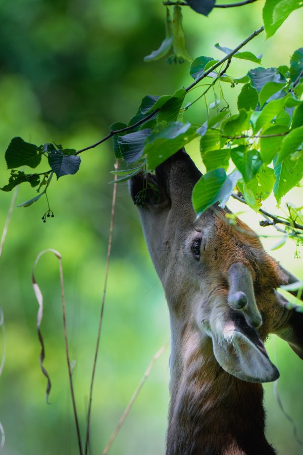 A deer in close-up, reaching up to eat green leaves in a vibrant forest setting. Mobile 4K