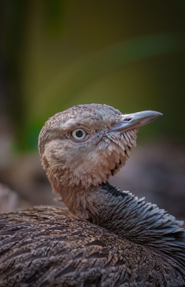 A detailed close-up of a brown bird showcasing intricate feather patterns and textures. Mobile 4K