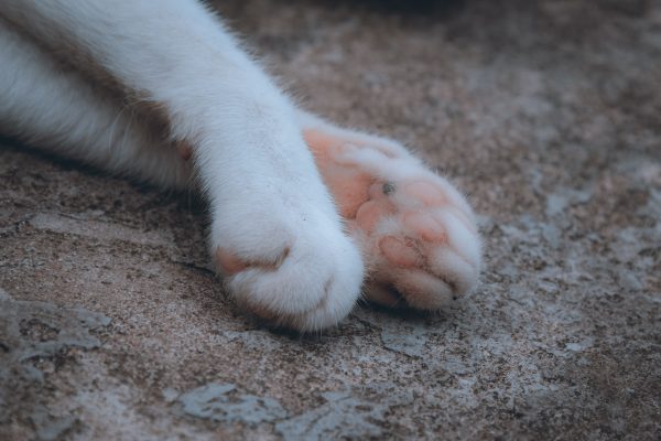 A detailed view of a pair of cat paws resting on a textured surface, highlighting feline features. Nature 4K