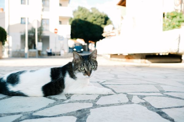 A domestic cat relaxes on a sunlit street in Croatia, providing a serene urban vibe. Nature 4K