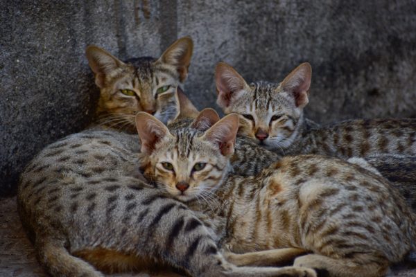 A family of Arabian Mau cats snuggled together showcasing their unique spot patterns. Nature 4K