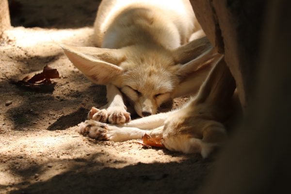 A fennec fox comfortably sleeping in a sunlit desert setting, showcasing its large ears and furry paws. Animaux 4K