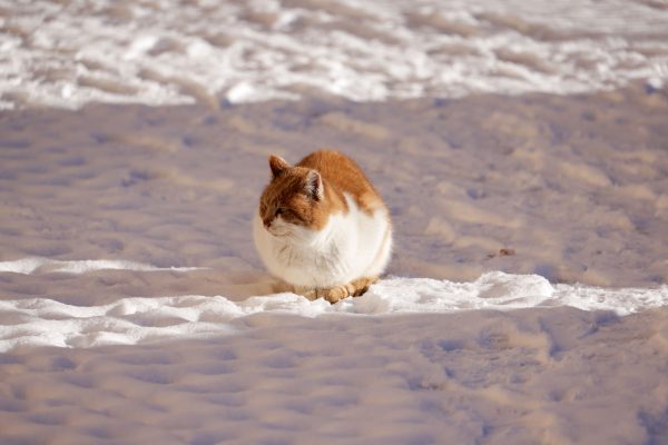 A ginger and white cat sits on snow during a bright winter day, offering a serene and cozy scene. Nature 4K