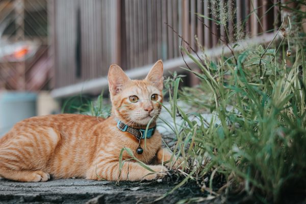 A ginger tabby cat with a collar lying on the grass outdoors by a fence. Nature 4K