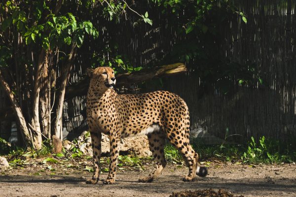 A graceful cheetah standing in a natural setting under partial sunlight. Nature 4K