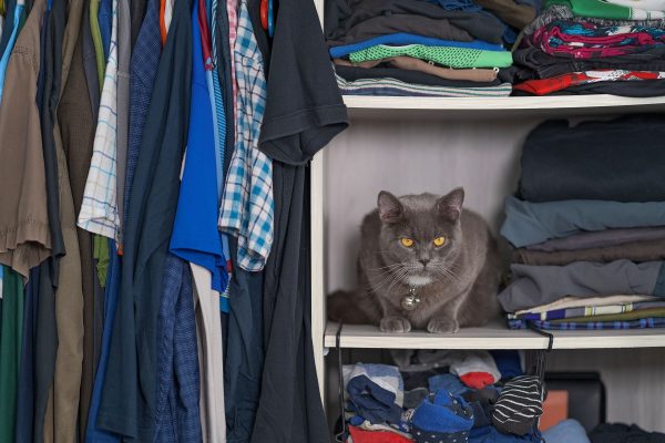 A gray British Shorthair cat sitting on a shelf in a clothes-filled wardrobe, offering a cozy scene. Nature 4K