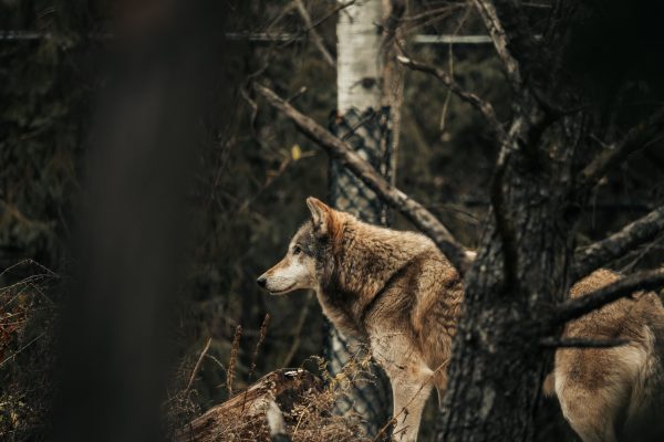 A grey wolf stands alert in a dense forest, showcasing its natural beauty in the wild. Animaux 4K