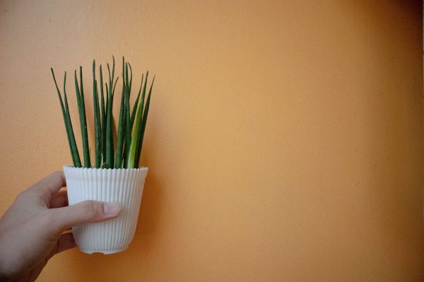 A hand holds a potted plant against a vibrant orange wall, offering ample copy space. Minimaliste 4K