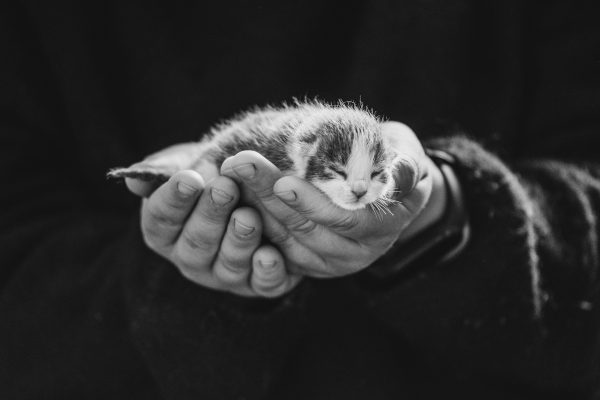 A heartwarming black and white image of a tiny newborn kitten gently cradled in human hands. Nature 4K