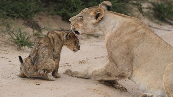 A lioness lovingly grooms her cub in a natural savannah setting, showcasing a tender moment of connection. Nature 4K
