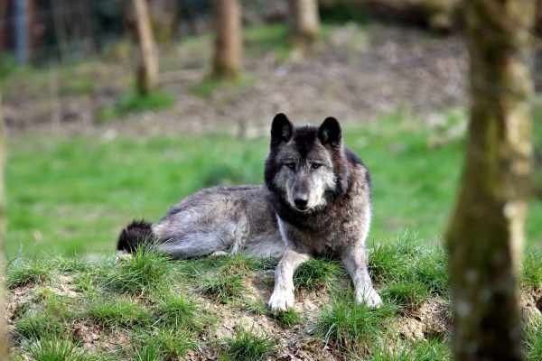 A lone gray wolf rests on green grass in the forest, showcasing its majestic presence and wild allure. Animaux 4K