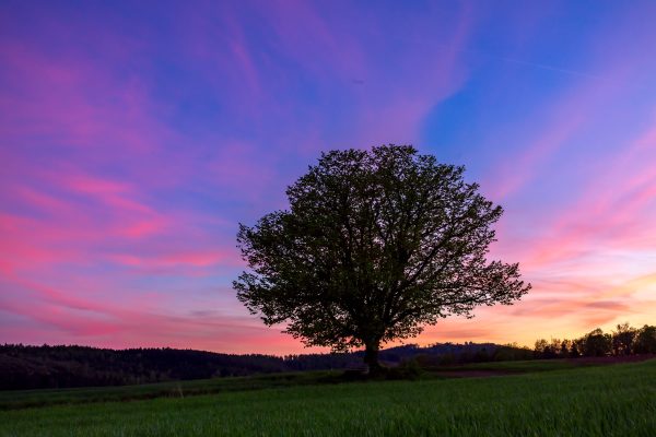 A lone tree silhouetted against a dramatic sunset sky with vibrant pink and purple hues. Abstrait 4K