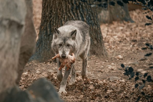 A lone wolf carries its prey in a natural forest environment. Animaux 4K