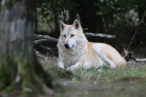 A lone wolf lying on grass in its natural habitat, surrounded by forest trees. Animaux 4K
