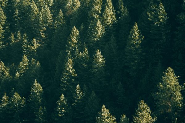 A lush aerial view of dense evergreen trees forming a vibrant forest canopy under sunlight. Nature 4K