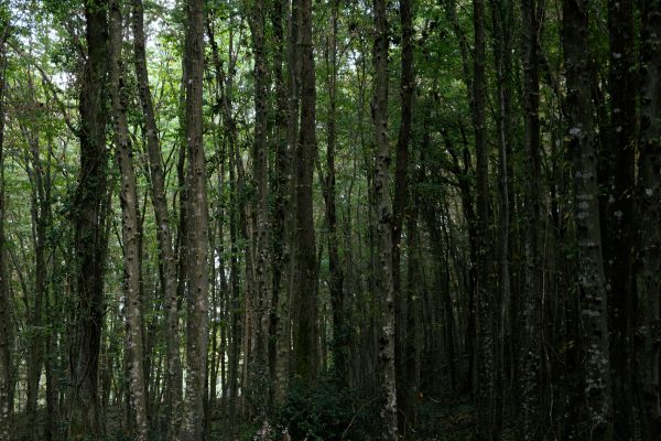 A lush and dense forest scene capturing tall trees and rich greenery in İstanbul, Türkiye. Nature 4K